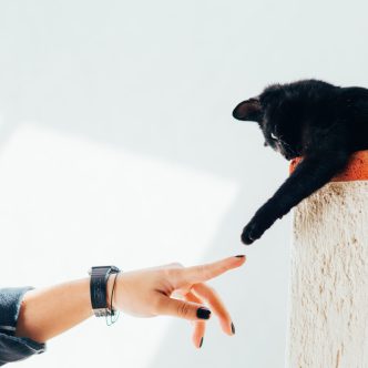 lichaamstaal van de kat lichaamstaal van de kat