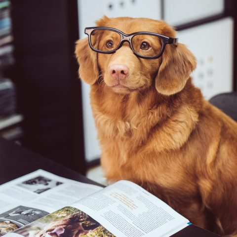 lichaamstaal van de hond leren lichaamstaal van de hond leren